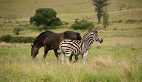 In addition, lions and hyenas do not appear to be able. Can A Horse And Zebra Mate Farmhouse Guide
