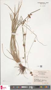 Image result for Rhynchospora rugosa