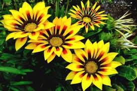 Osteospermums look great planted in containers with grasses and other summer bedding plants. Osteospermum Planting Pruning And Care Plus Easy Tips On Propagation