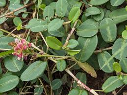 Image result for Alysicarpus