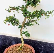 The trunk starts out thinner than desired for bonsai with young, light brown bark. Fukien Tea Tree Bonsai Carmona Retusa To Grow Easily Lifezshining