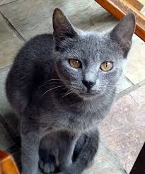 Russian Blue True Pure Russian Blue S Always Have Green Eyes Gold Eyes Are A Fault Kittens Can Have Gold Eyes But Th Russian Blue Cat Russian Blue Grey Cats