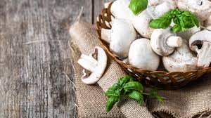 Riechen sie an den champignons. Champignons Interessantes Uber Den Schmackhaften Pilz Kochbar De