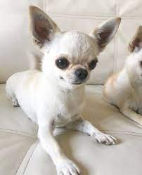 Cutie Chihuahua Baby Chihuahua Chihuahua Dogs Chihuahua Puppies