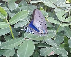 Image result for Dolichos pseudocajanus