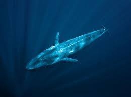 A Pygmy Blue Whale Ballena Azul Submarino Ballenas