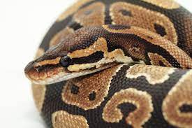 Pythons And Boas Shed New Light On Reptile Evolution Snake Facts Ball Python Snake Images