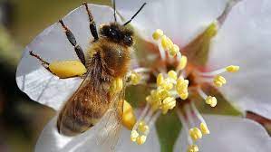 This also puts them in a vulnerable place concerning predators. 11 Plants To Make Your Garden Bee Friendly Cbc News