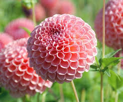 Melbourne is known as the cultural capital of australia, as it has the highest amount of multiculturalism in the entire country. 5 Most Popular Autumn Flowering Plants Jimsmowing Com Au