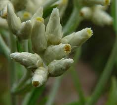 Image result for Pseudopod Ospermum