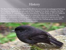 The top photo, however, is an orchard oriole, a bird that comes to the midwest only in summer. Facts About The Black Robin Black Robin The Black Robin Is A Small 10 Cm High Songbird With Completely Black Plumage Ppt Download
