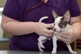 I will not take jake anywhere else. All Pets Hospital Home Facebook