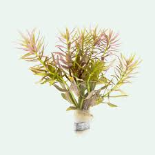 Image result for Limnophila indica