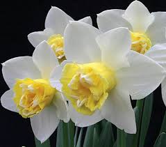 Narcissus Popeye 6 Bulbs Mid Spring Part Sun 14 16 High Plant 6 Deep 6 Bulbs Sqft Deer Resistant Planted Fall Daffodils White Flower Farm Bulb Flowers