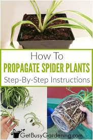 It S Fun And Easy To Propagate Spider Plants You Can Grow Tons Of New Plants From The Babies Or Offshoots Or By Divi Spider Plants Spider Plant Babies Plants