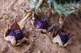 Image result for Duvalia polita