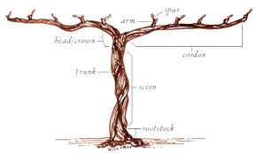 Image result for grape pruning