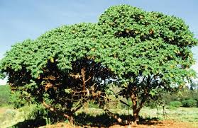 Image result for Hagenia abyssinica