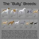 What is a Bully Breed? | Bully Breeds | Animal Planet