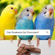 Can Parakeets Eat Chocolate Too Sweet For Budgies Pets Checklist