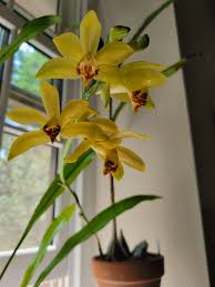 Image result for Phaius occidentalis