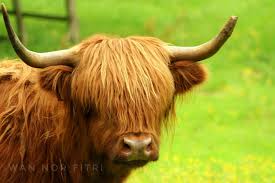 The Pride Of Scotland The Highland Cow Has The Characteristic Long Hair Covering Its Face Giving It The Emo Look Highland Cow Hair Cover Long Hair Styles