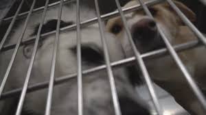 Compare adoption attorneys near you. Fort Worth Animal Shelter In Immediate Need Of Fosters Amid Covid 19 Pandemic Wfaa Com