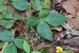 Image result for Vigna hosei