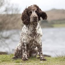 Most cancer screening is specific to certain age groups and your primary care doctor will know what screening to perform depending on your age. How Do I Know If My Dog Is In Pain With Cancer Huntersville Veterinary Oncologist Carolina Veterinary Specialists