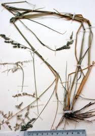 Image result for Eragrostis echinochloidea