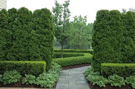 These tall trees make good windbreaks when planted in a tight formation. Create A Sanctuary Of Seclusion Great Falls Va Landscaping Company Rossen Landscape