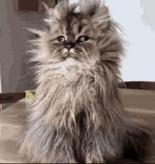 Good Morning Cat Gifs Tenor