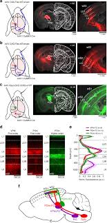 We did not find results for: Anatomically And Functionally Distinct Thalamocortical Inputs To Primary And Secondary Mouse Whisker Somatosensory Cortices Nature Communications
