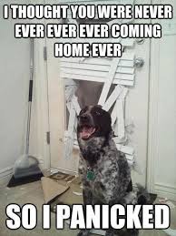Funny cat and dog memes (clean) #2. 23 Hilarious And Funniest Dog Memes Clean Lol