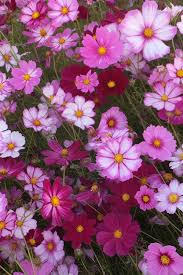 Pin On Flowers