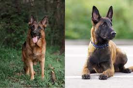 Mission statemet malinois and dutch shepherd rescue, inc. Belgian Malinois Vs German Shepherd Everything You Need To Know Perfect Dog Breeds