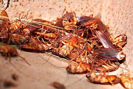 If so, you have a pest infestation. 9 Of The Worst Pest Infestations We Ve Ever Seen Pest Infestation Infestations Pests