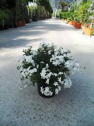 Image result for Solanum