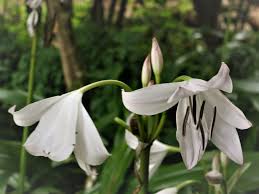 Image result for Crinum moorei