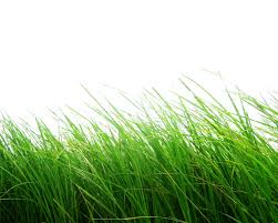 Png Grass Grass Photoshop Grass Png Images