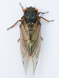 You can search several different ways, depending on what information you have available to enter in the site's search bar. Up Close With A Cicada
