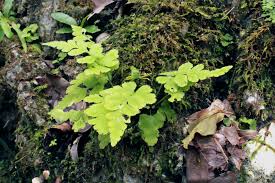 Image result for Asplenium pumilum