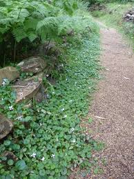 Shade loving flowering shrubs australia. Angus S Top Ten Australian Plants For Shady Areas Gardening With Angus