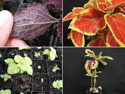 Image result for Coleus rhodesianum