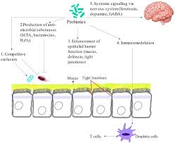 Frontiers | Probiotics: mechanism of action, health benefits and their  application in food industries