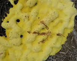 Cathy barnette, dvm 2 comments on cat throwing up foam: Dog Vomiting Yellow Bile Yellow Foam With Diarrhea And Blood In The Morning After Drinking Water What To Give