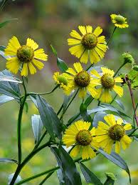 Helenium Autumnale Wildwood Flower Habitat Garden Native Garden