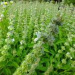 Image result for Ocimum americanum