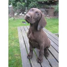 Image result for německý ohař krátkosrstý