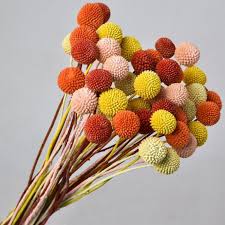 Check spelling or type a new query. Dried Billy Button Flowers Dried Flowers Hyde And Seek